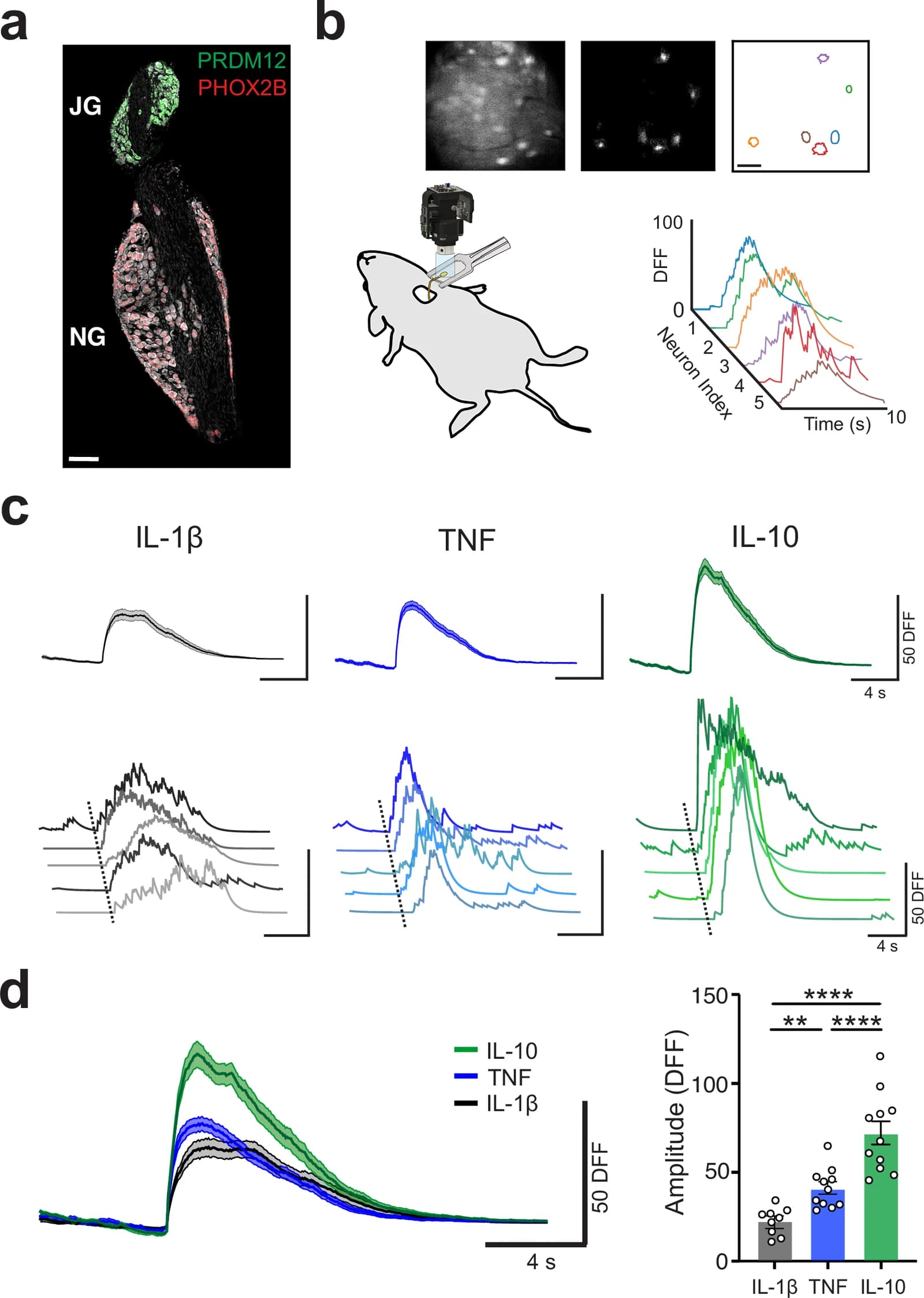 Individual nodose ganglia sensory neurons respond in a cytokine-specific manner.