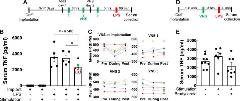 Vagus nerve stimulation suppresses serum TNF in endotoxemia versus sham in chronically implanted animals.