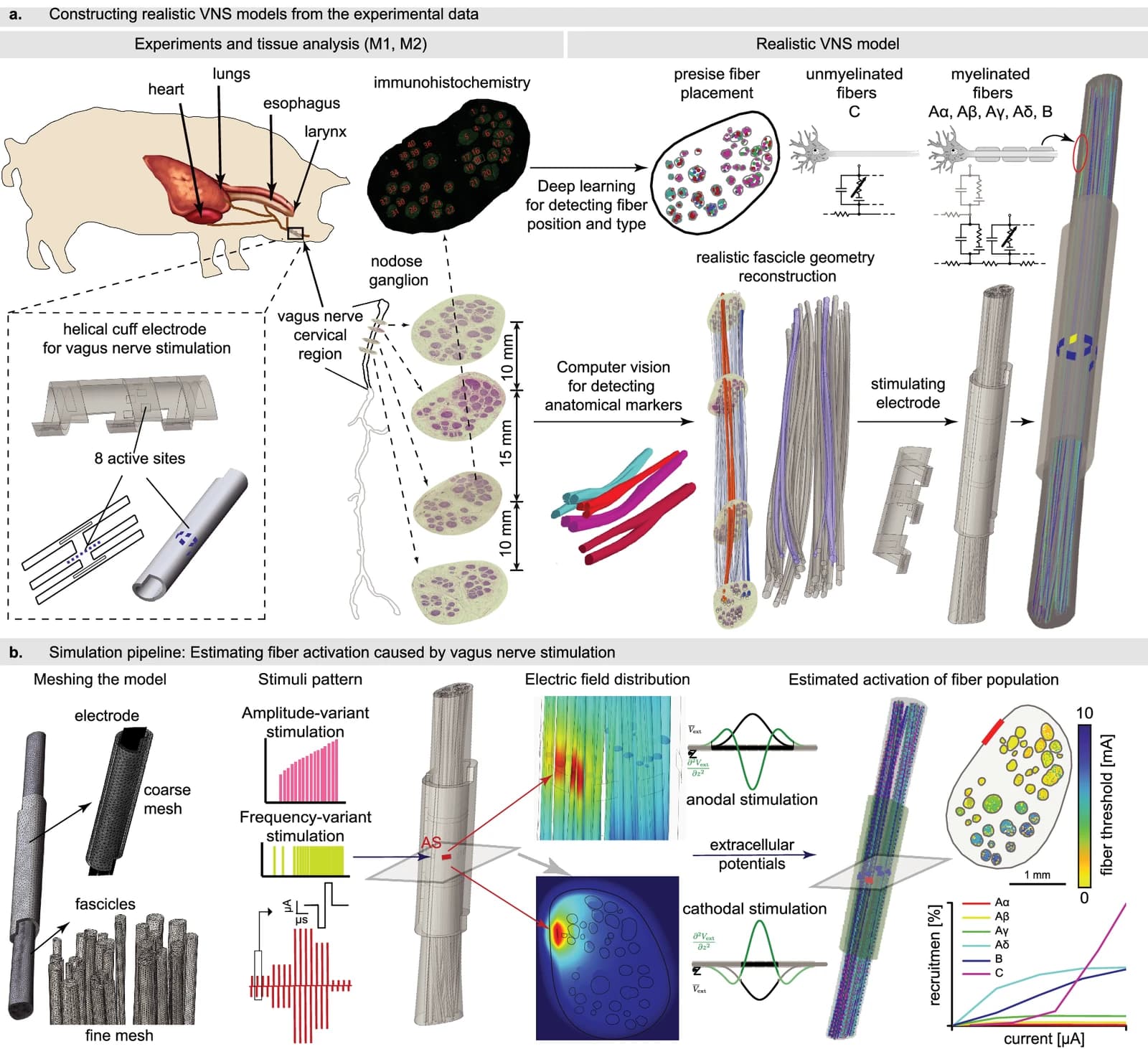 Pipeline for building and exploiting a histologically and morphologically realistic model of cervical vagus nerve stimulation (VaStim).